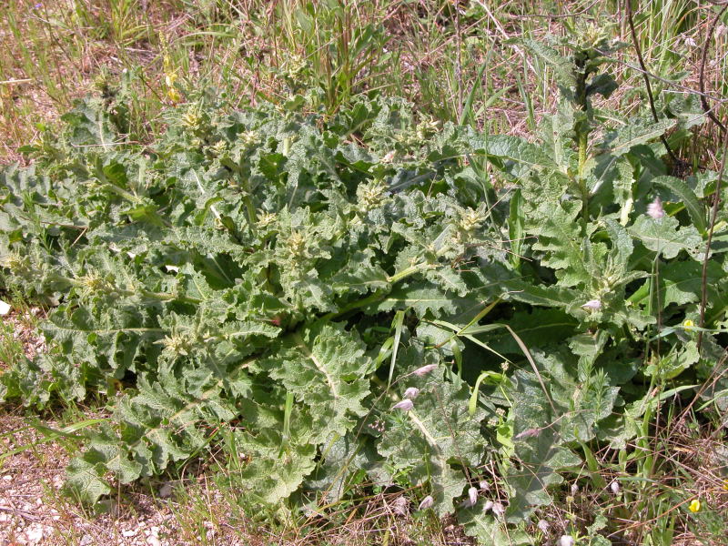 Verbascum sinuatum